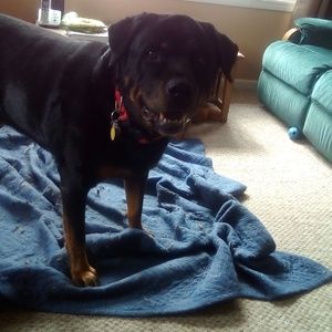 Meet your Posher, Bruce